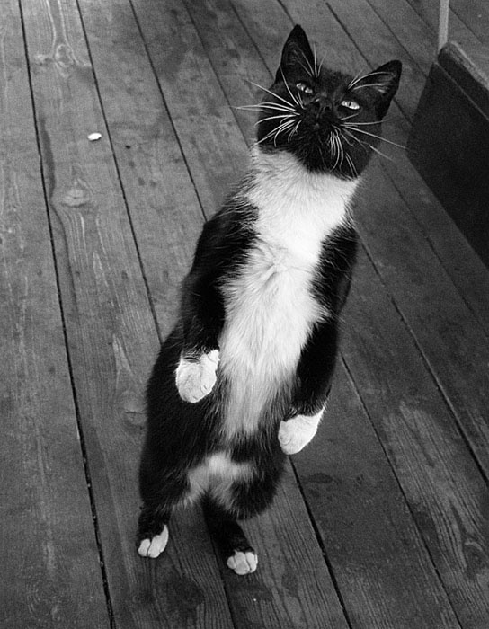 смирно!!! котомафия кот кошка