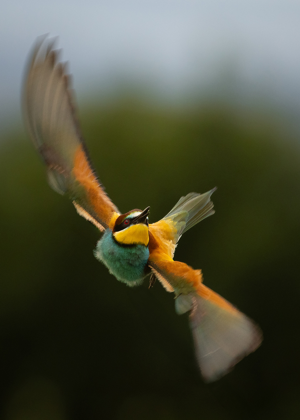 Bee-eater 