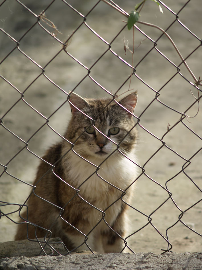 Детки в клетке Cats