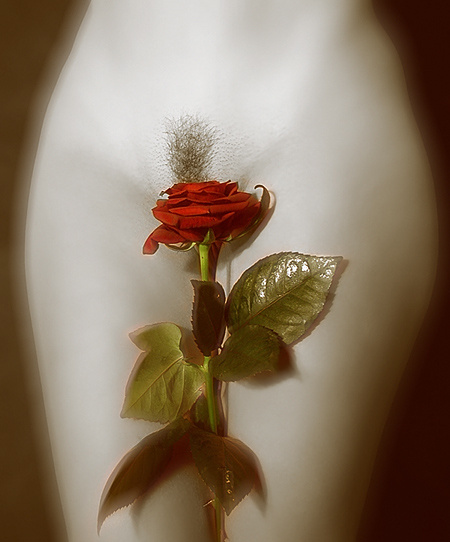 sweet rose роза девушка красота нежность