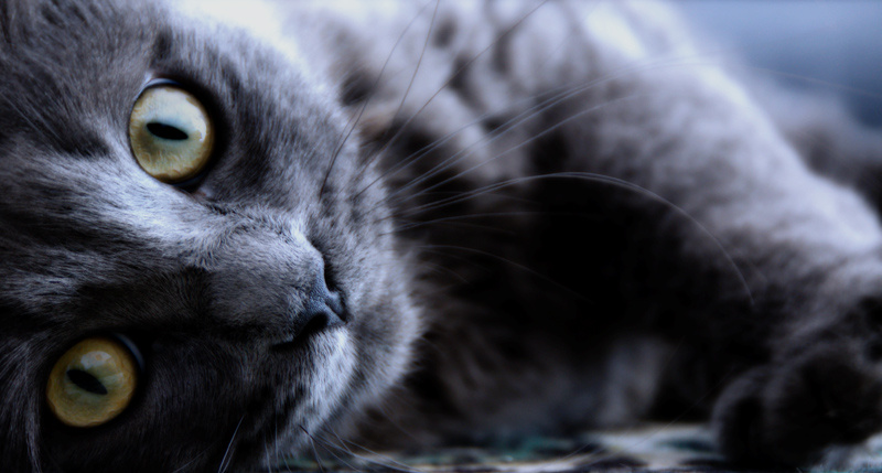 Alice Кошка
