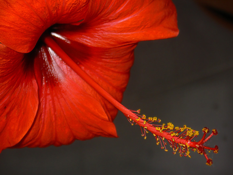 Red Flowa красный цветок