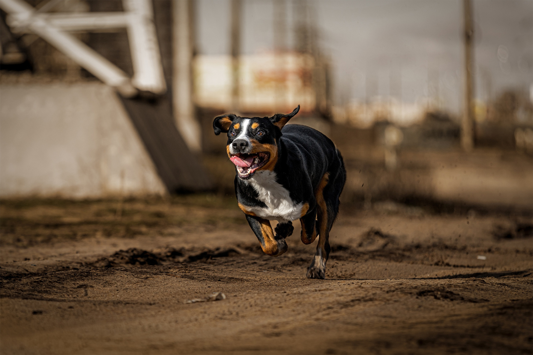 Ready. Steady. GO! (Balls in my head). Satoshi (FRESH ENERGY) dog Entlebucher Sennenhund Satoshi FRESH ENERGY