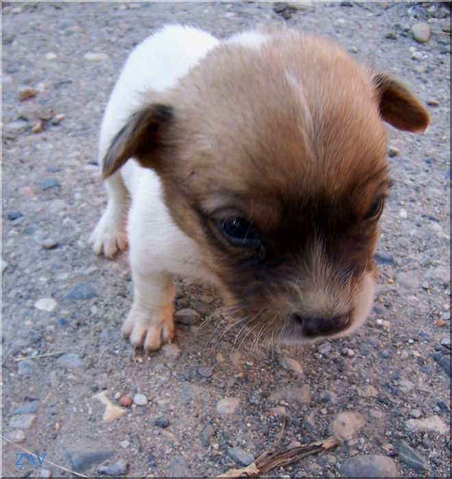 Beware of DOG! (Вот выросту....) Монстрик