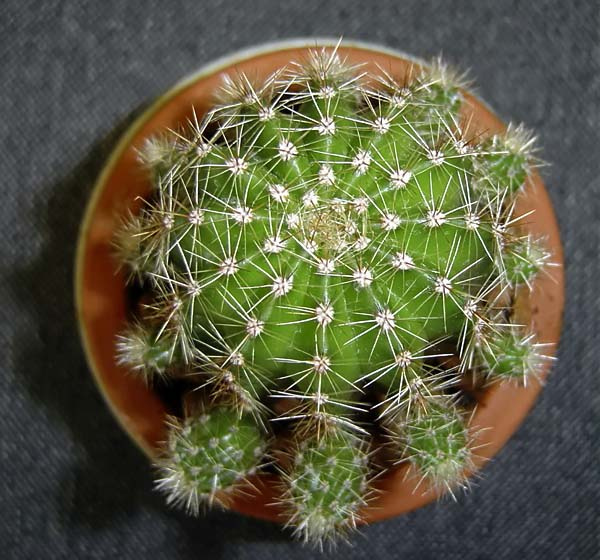 kaktus 2 