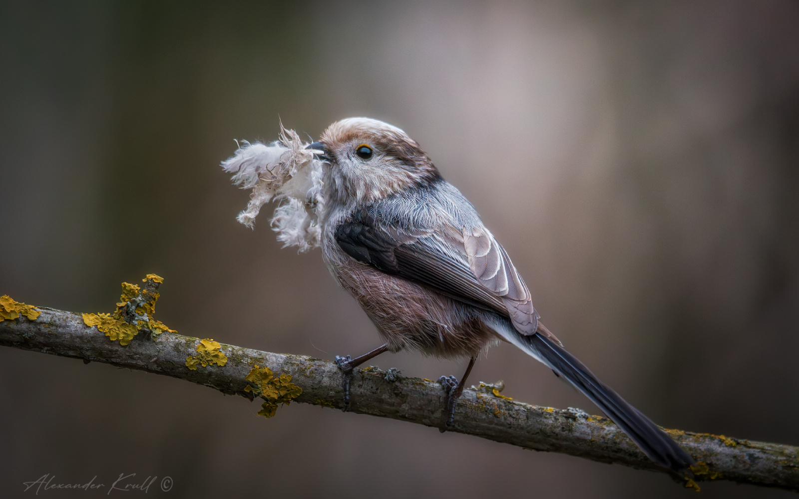 Для уюта и тепла синица длиннохвостая ополовник aegithalos caudatus