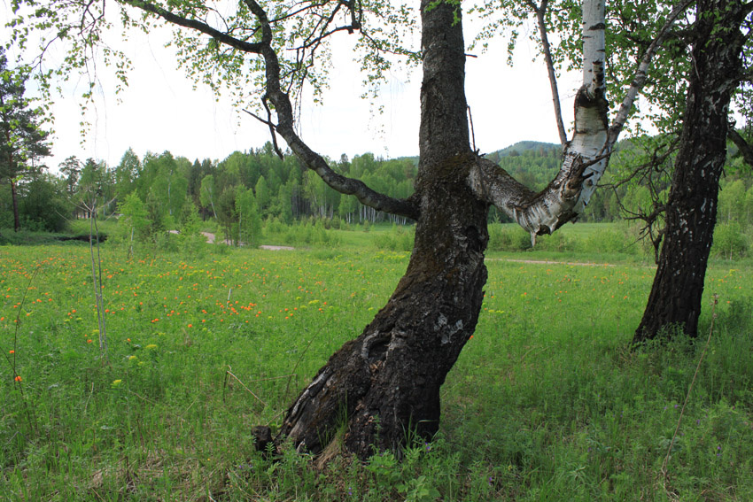 Лесная хозяйка Красноярский край