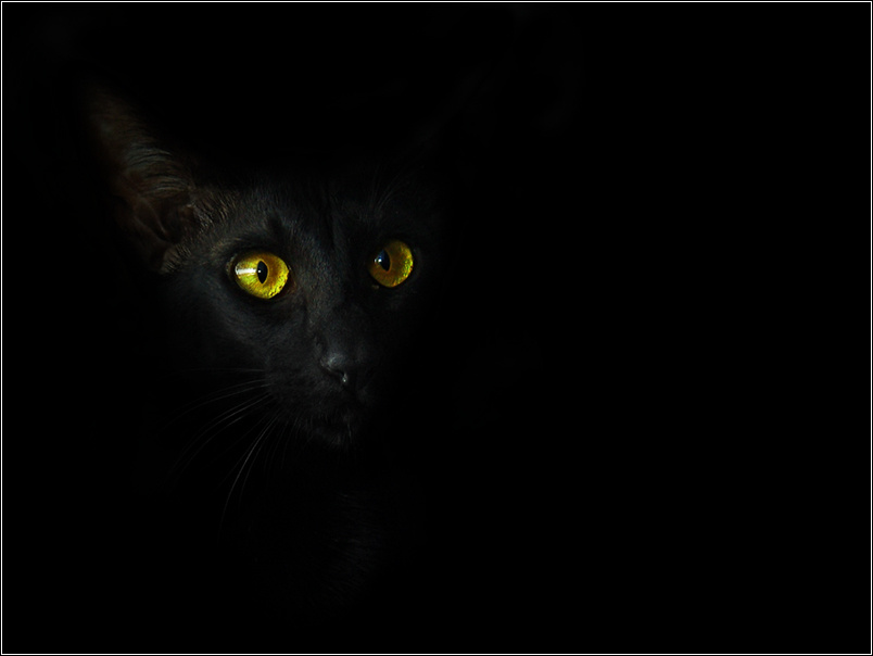 Портрет Кошки кошка cat katze