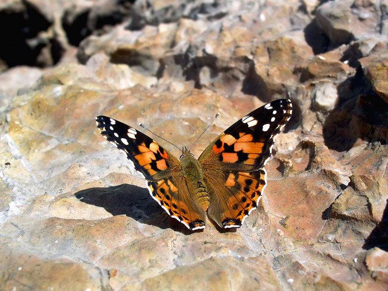 butterfly... бабочка гора Фишт Кавказский Государственный Природный Биосферный Заповедник
