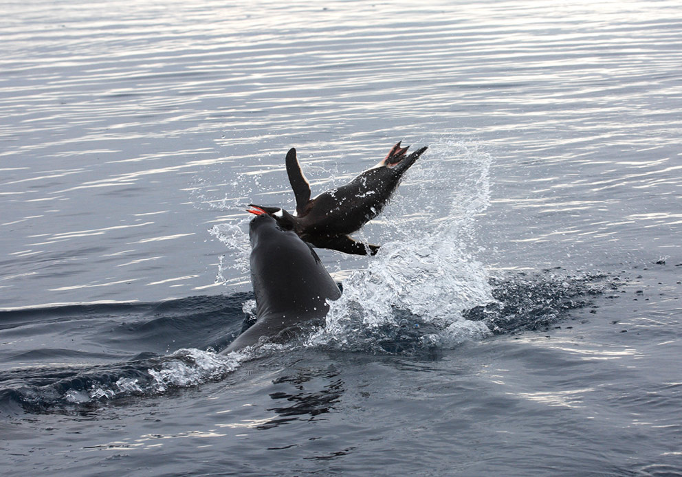 Leopard seal´s hunting 3 Neko bay leopard3
