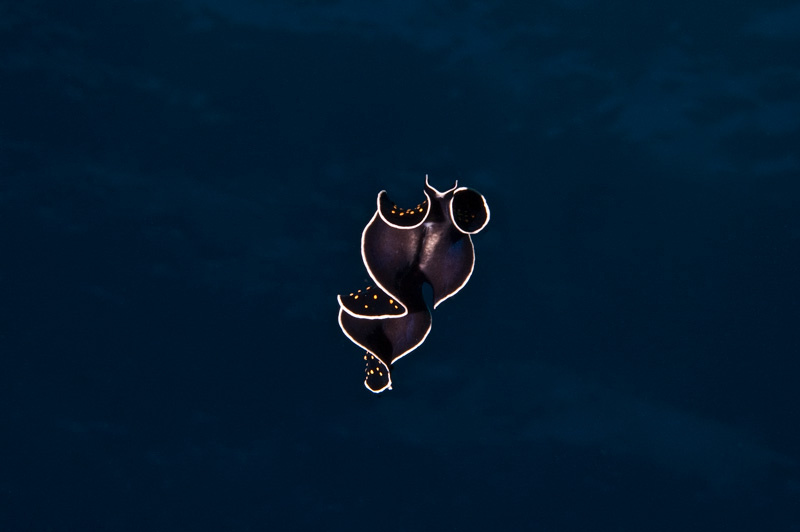 Полет плоский червь flatworm