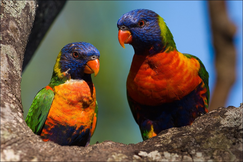 Rainbow Lorikeet Попугаи Rainbow Lorikeet радужные лорикеты австралия