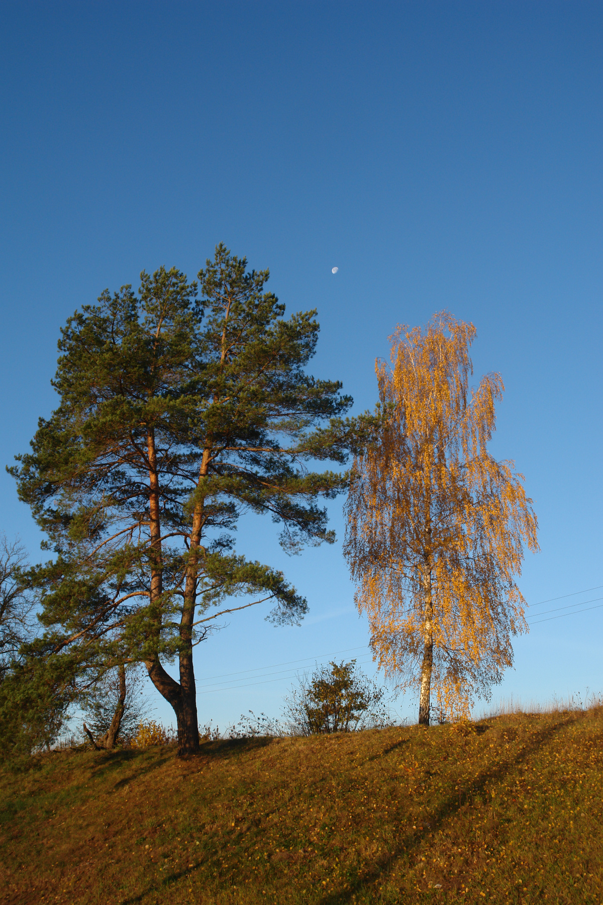 Соседи деревья небо осень