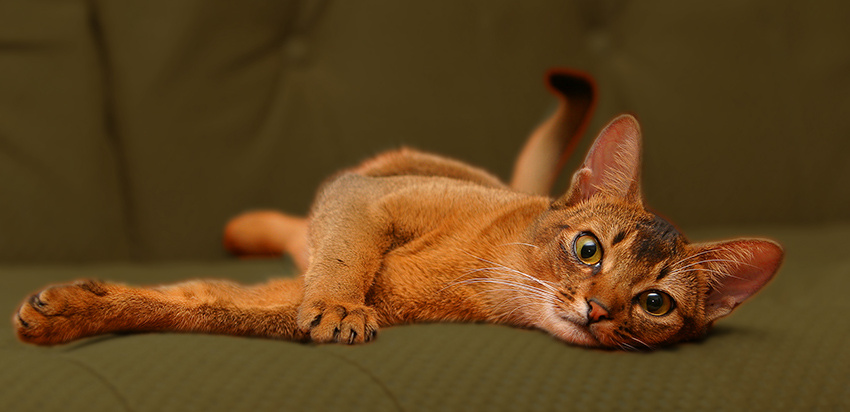 Животненький кошка