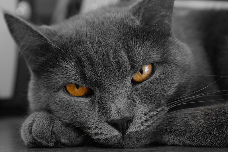 Перемирие кошка, кот, глаза, хищница