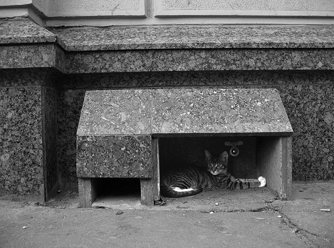 Кошкин дом на Тверской кошка дом Тверская