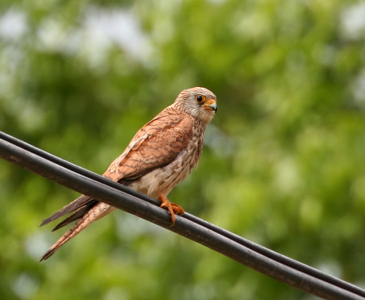 Falcon 