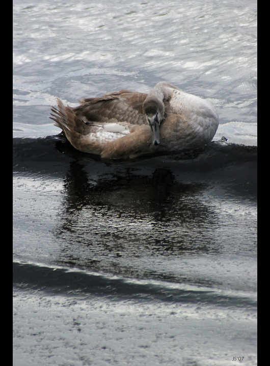 feel / swan on silver лебедь море волна задумчивость