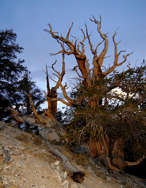 Ровесницы пирамид Сосна долговечная, Pinus longaeva, Great Basin Bristlecone Pine, California