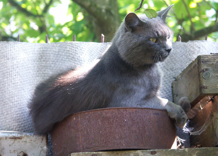 Хозяйственный кот кот