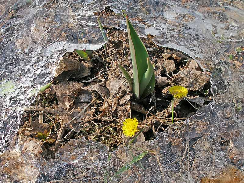 Весна весна spring цветы цветок flower flowers лед ice тюльпан тюльпаны tulip желтый yellow мать-и-мачеха coltsfoot foalfoot
