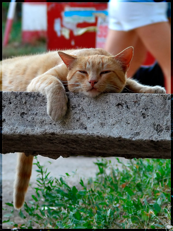 Хвостатый Кот