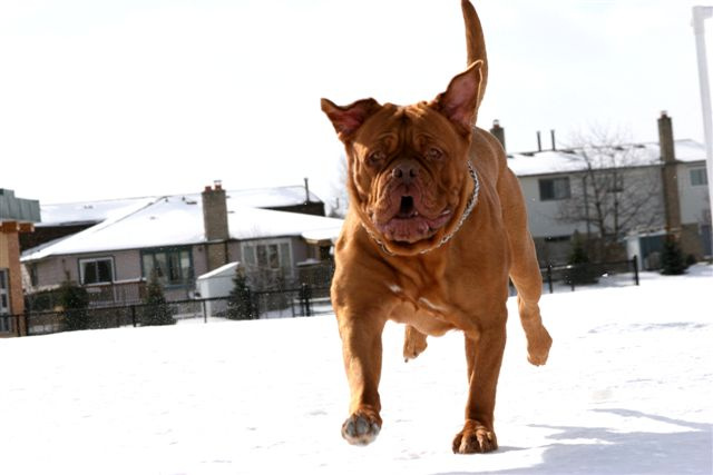 dog5 