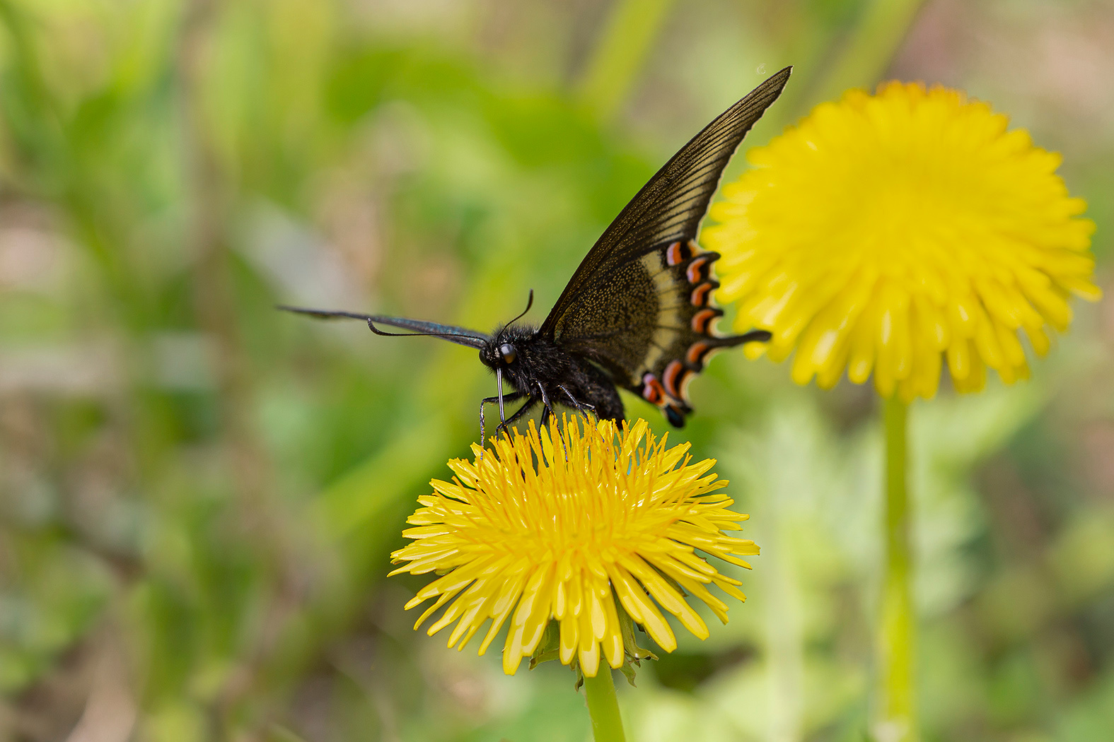 Одуванчиковый рай #2 парусник Маака Papilio maackii Приморье Владивосток остров Русский