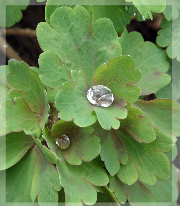 rain drops капля, листья