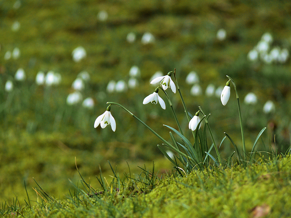 Снегурочкины слёзы цветы, подснежник