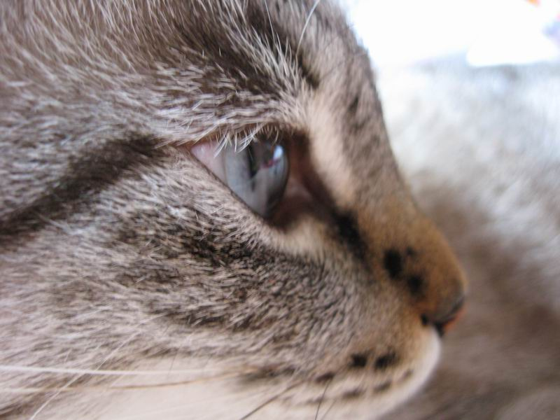 Ларик Кот, Ларик