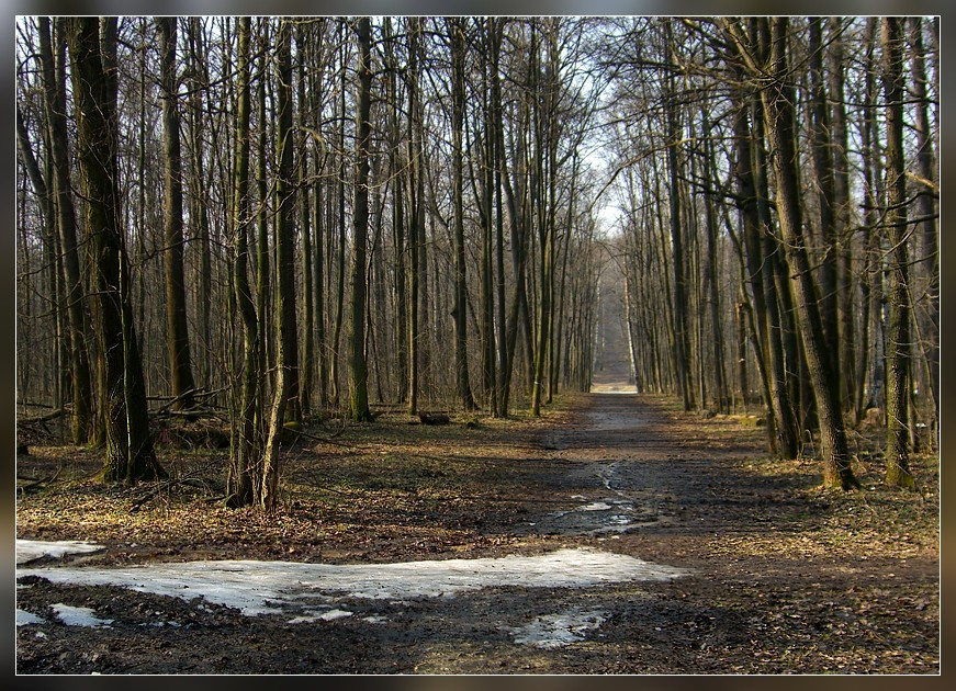 В весеннем лесу (4) 