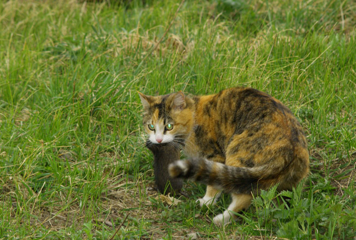 Это моя добыча!!! Cats