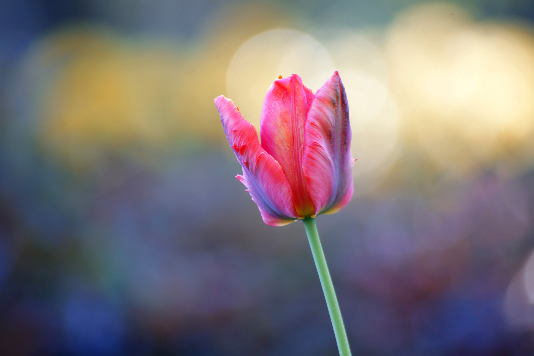 *** цветы природа весна тюльпан tulips тюльпаны май