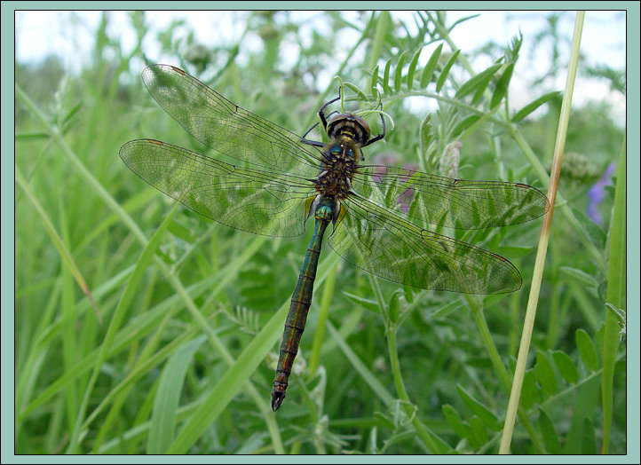 Somatochlora metallica Стрекоза Somatochlora metallica