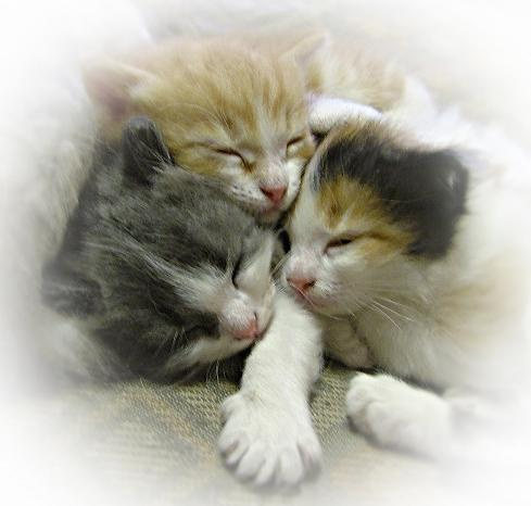 kittens котята