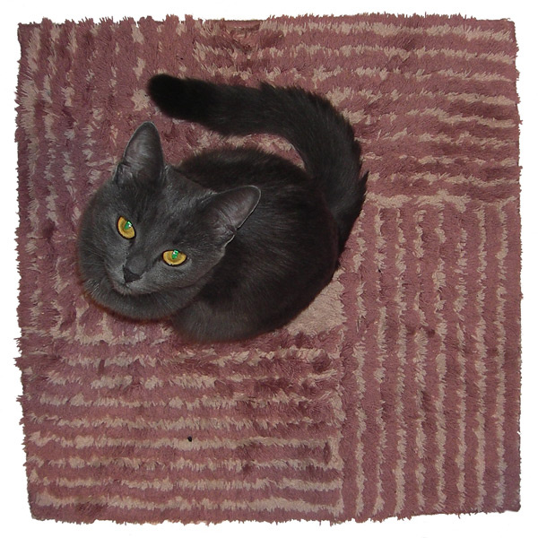 Cat on the mat 