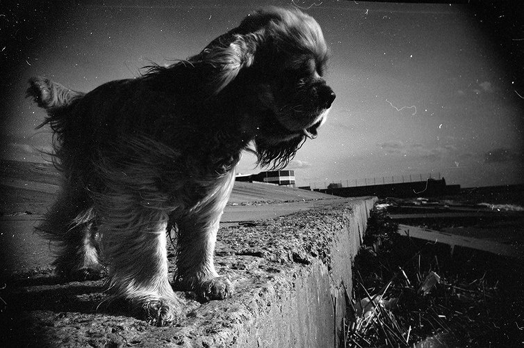 canis lupus familiaris 