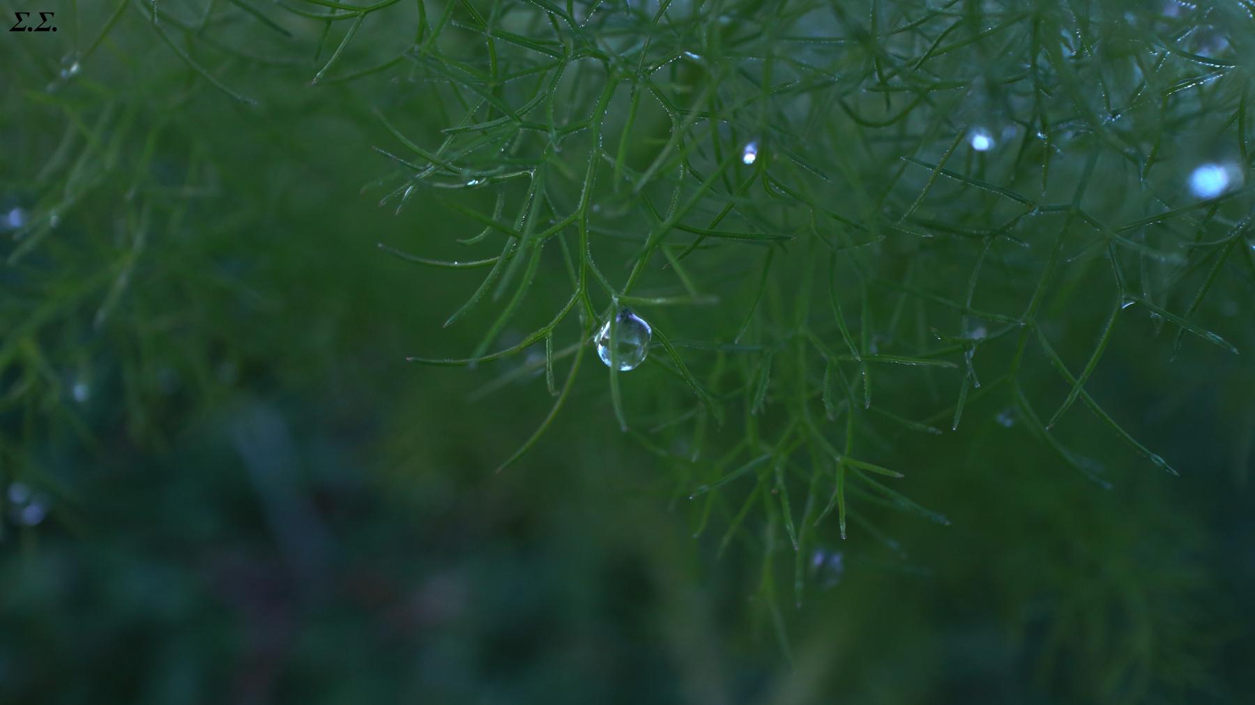 MORNING DROPLETS 