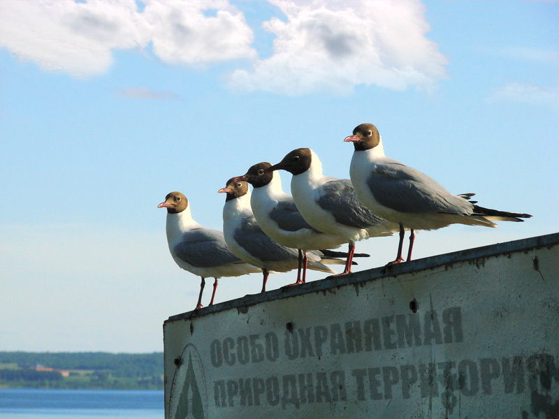 Особые охранники природной территории чайки вода