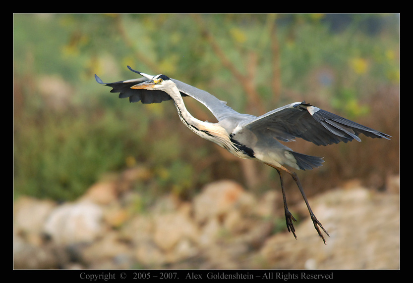 СЕРАЯ ЦАПЛЯ (Ardea cinerea). Цапля-серая Ardea-cinerea
