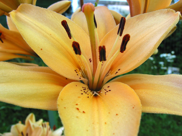 Flower Inside #2 лилия макро