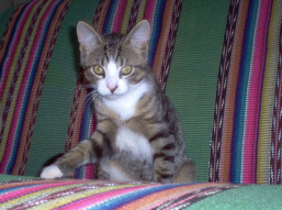 Котенок Котенок