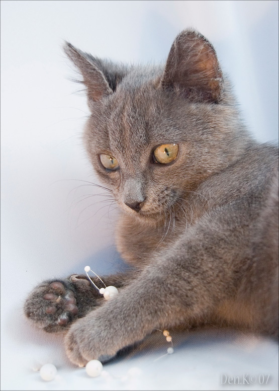 $ кот котёнок $ бусы