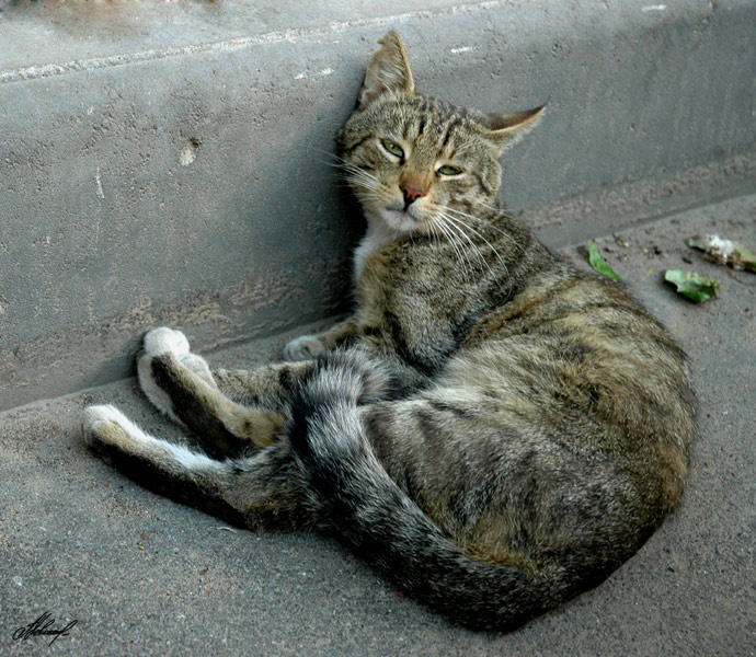 Укуренный кот.... 