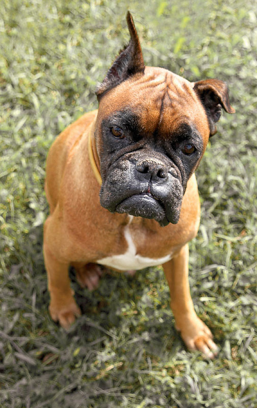 Мой страшный монстр. Собака dog взгляд монстр чудо друг человека боксер рыжий глаза eyes