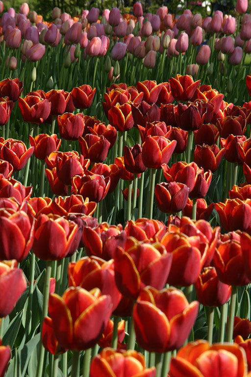 Tulips тюльпан голландия