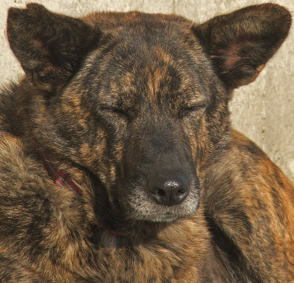 sleeping dog 
