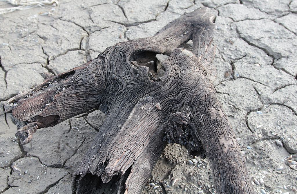 withered heart 