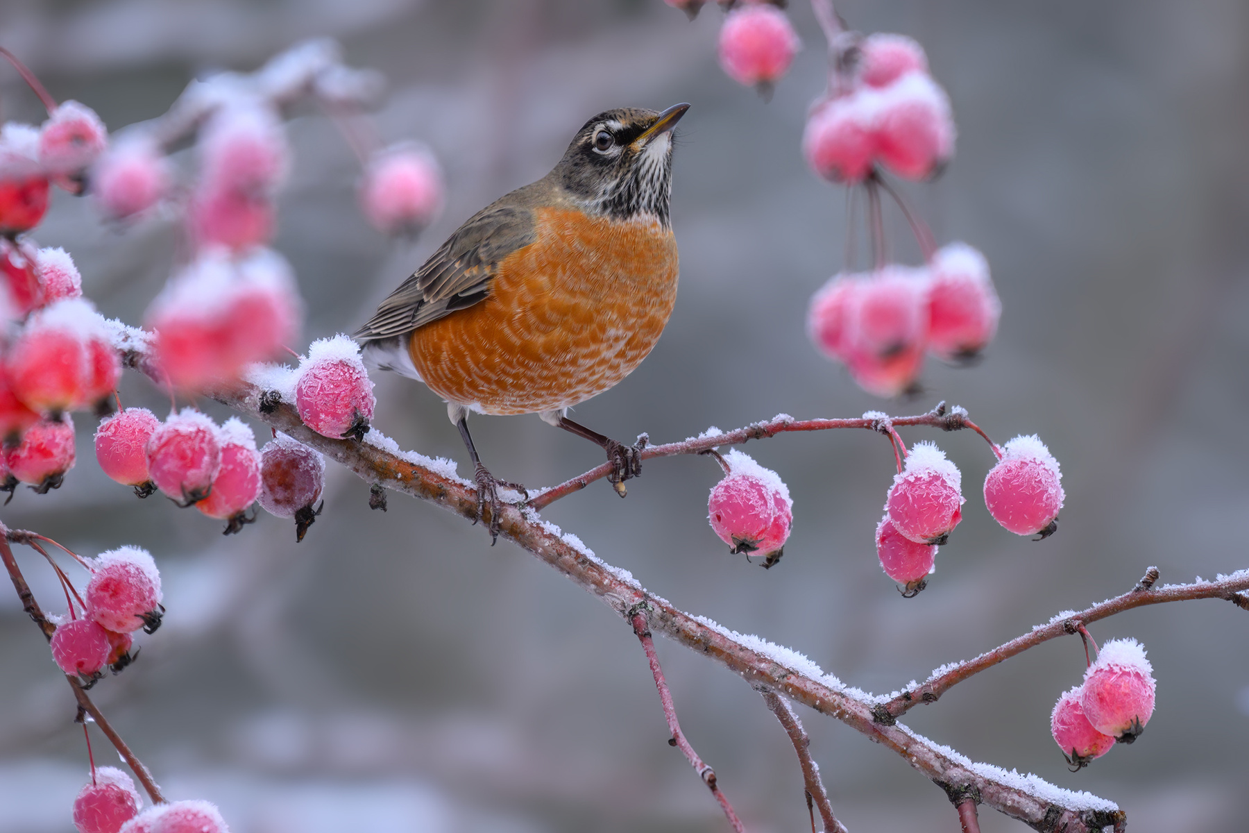 American Robin 
